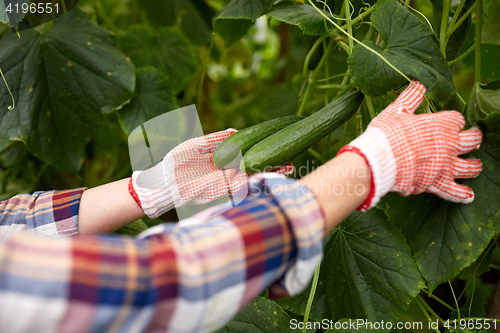 Image of woman picking cucumbers up at farm greenhouse