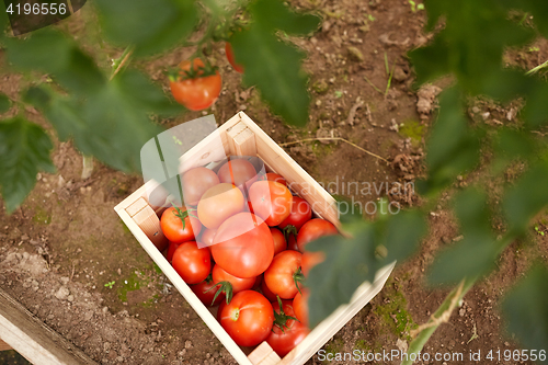 Image of red tomato\'s in wooden box at summer garden