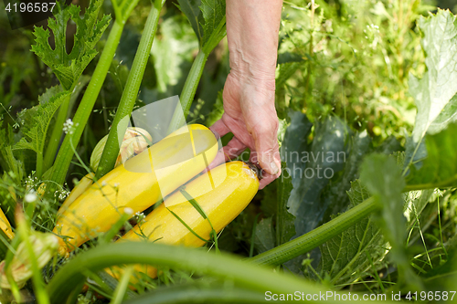 Image of senior farmer with squash at farm greenhouse