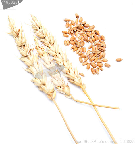 Image of wheat on white