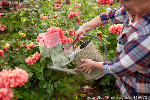 Image of senior woman watering flowers at summer garden