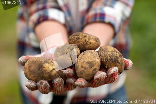 Image of farmer hands holding potatoes at farm