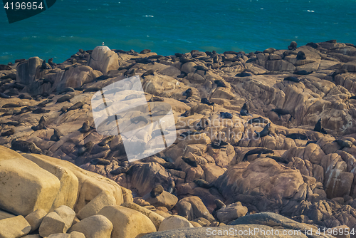 Image of Seal on stones