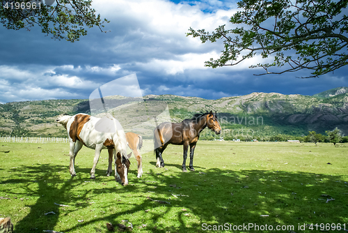 Image of Three wild horses