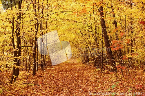 Image of Fall