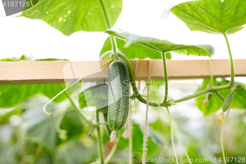 Image of close up of cucumber growing at garden