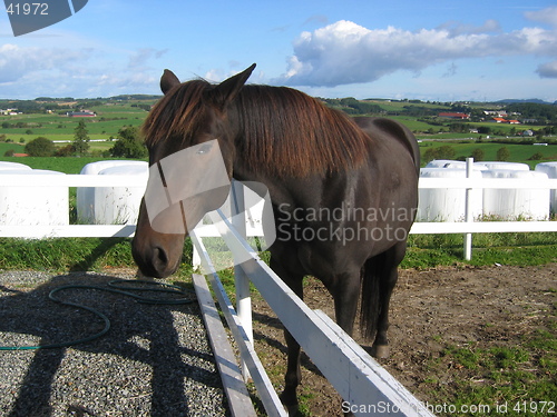 Image of Horse by a fence