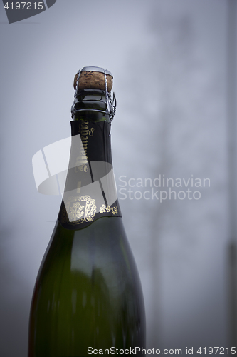 Image of Misty Champagne