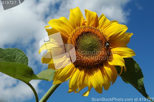 Image of sunflower (ðelianthus annuus)