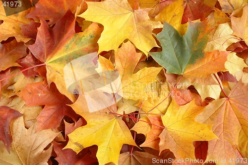 Image of Leaves