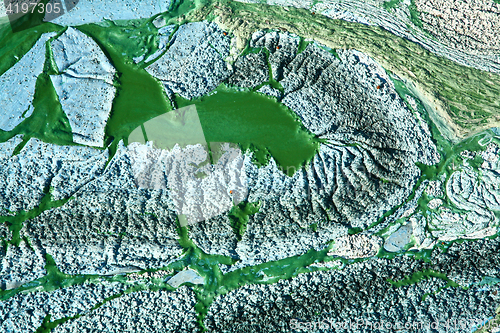Image of Blue-green algae on a lake in denmark