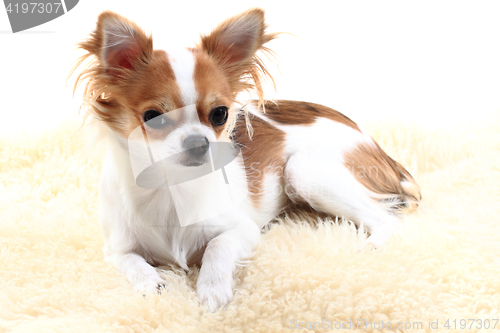 Image of chihuahua is resting