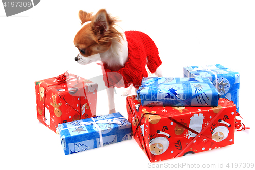 Image of sweet small chihuahua and christmas presents