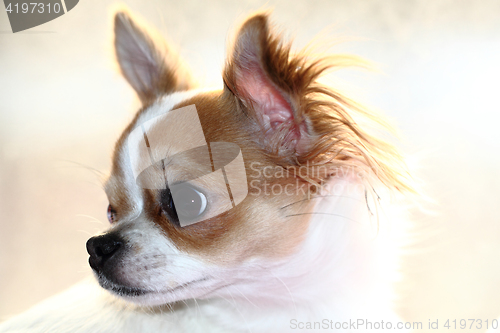 Image of head of sweet chihuahua