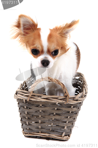 Image of sweet small chihuahua in the basket