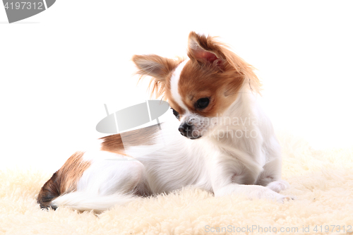Image of chihuahua is resting