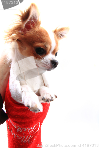 Image of sweet small chihuahua in the christmas cap