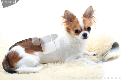 Image of chihuahua is resting