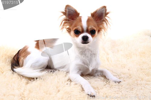 Image of chihuahua is resting
