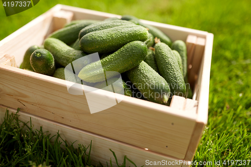 Image of cucumbers in wooden box at summer garden