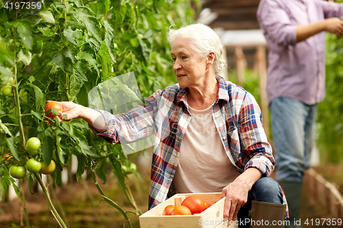 Image of old woman picking tomatoes up at farm greenhouse