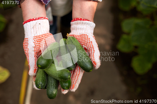 Image of hands of farmer with cucumbers at farm greenhouse