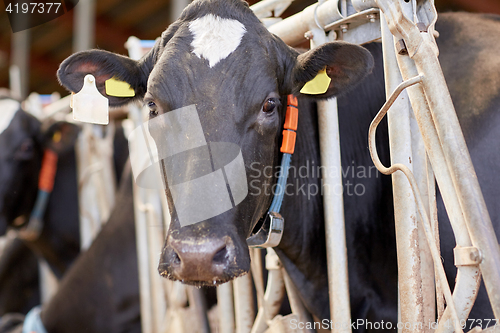 Image of herd of cows in cowshed on dairy farm