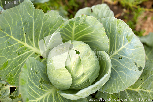 Image of cabbage growing on summer garden bed at farm