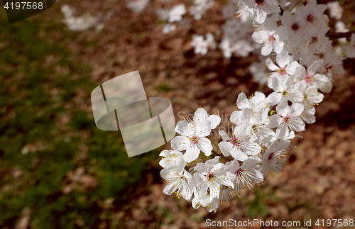 Image of Branch of springtime white blossom above brown leaves