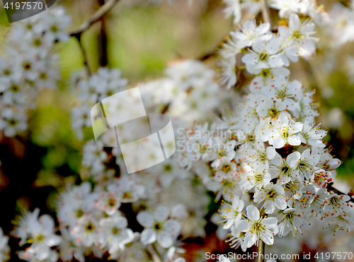 Image of Branch of white hawthorn blossom