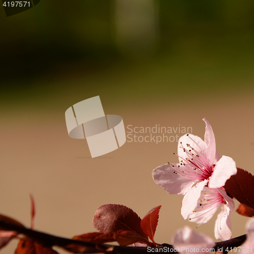 Image of Pink blossom flower 