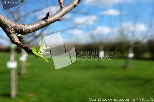 Image of Close-up of green leaves opening on apple tree