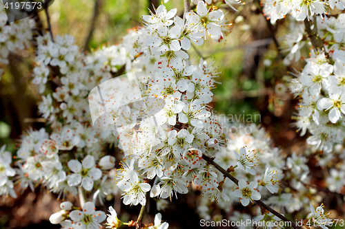 Image of White blossom on hawthorn hedge in spring