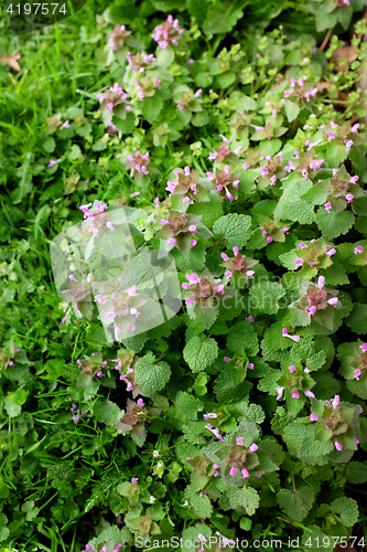 Image of Patch of dead nettle with small purple flowers