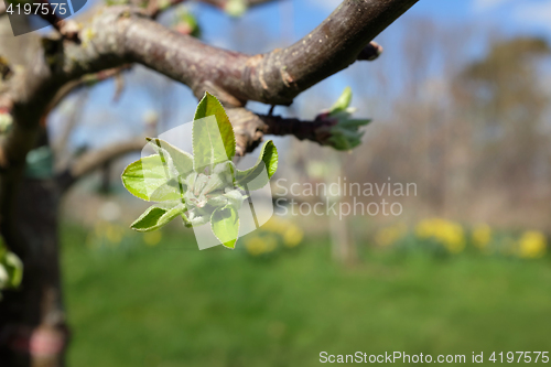 Image of Large leafy bud opening on apple tree in spring