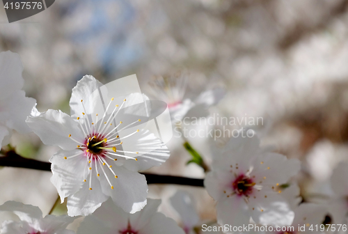 Image of Delicate white blossom against blurred background 