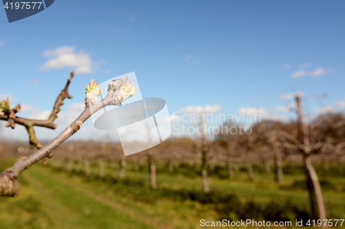 Image of Apple tree bud opening in an orchard