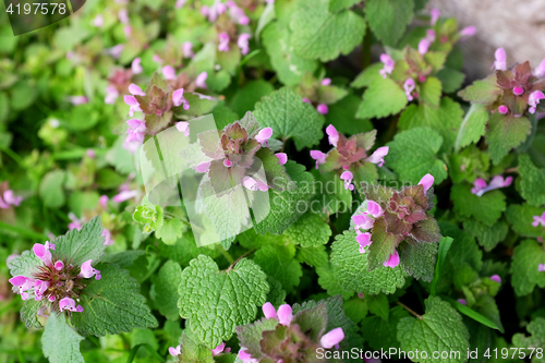 Image of Purple dead nettle plant