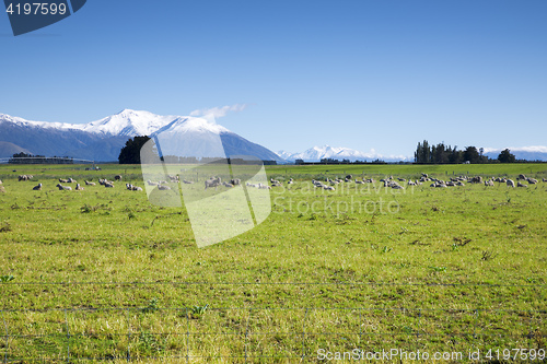 Image of some sheep in the green meadow