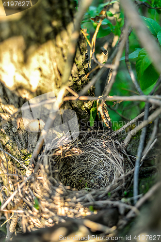 Image of Close up empty birds nest in the tree