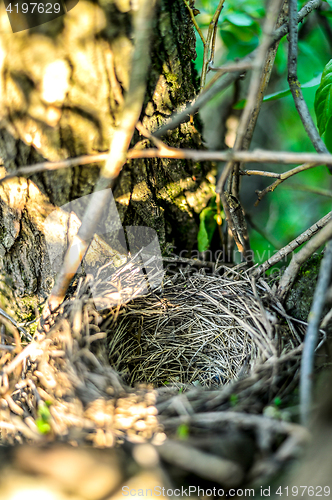 Image of Close up empty birds nest in the tree