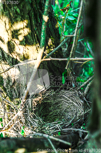 Image of Close up empty birds nest in the tree