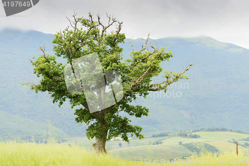 Image of Typical plant and landscape in Marche