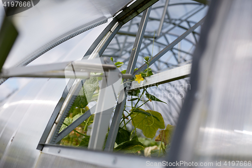 Image of cucumber seedlings growing at greenhouse