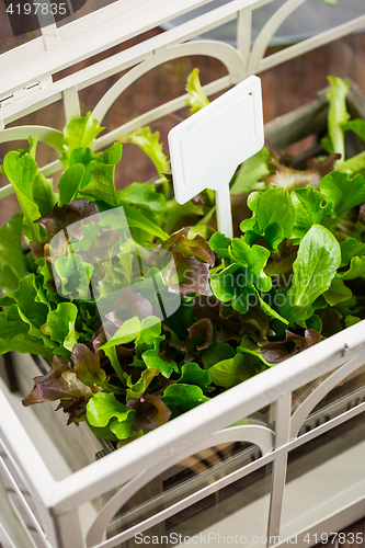 Image of Fresh salad in greenhouse