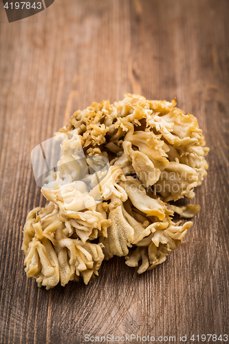 Image of Maitake - Hen of the woods