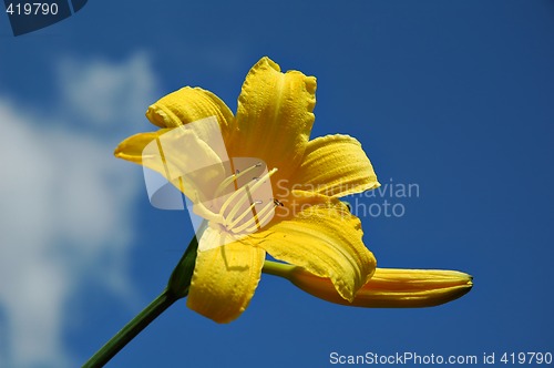 Image of Yellow flower daylily