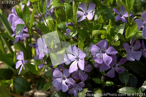 Image of Periwinkle