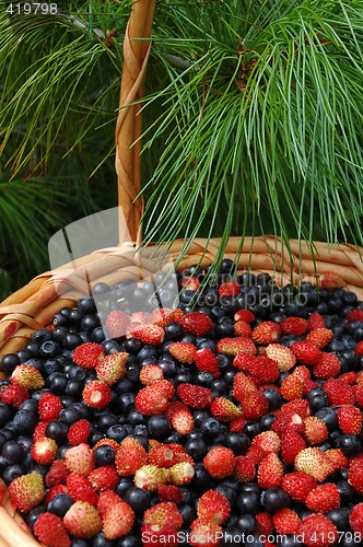 Image of Mix of wood berries