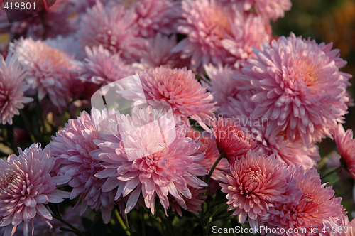 Image of Pink chrysanthemum